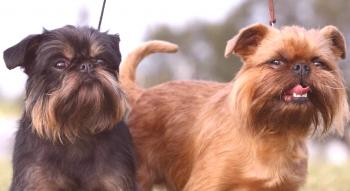 Pequeños perros belgas: foto, video, descripción de la raza