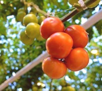 Cultivo de tomates en un invernadero a partir de policarbonato, video: cómo cultivar tomates en un invernadero