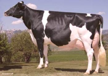 Raza de vacas en blanco y negro: características, críticas y fotos.