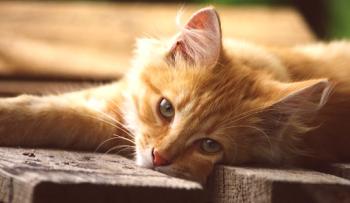 Cómo llamar al gatito rojo | Clics (nombres) para minerales de gatos y gatos
