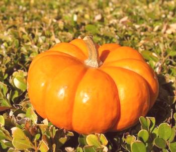 Pumpkin - koristne lastnosti, kontraindikacije, koristi in škode