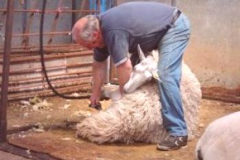 Cortadora de ovejas y tijeras: video