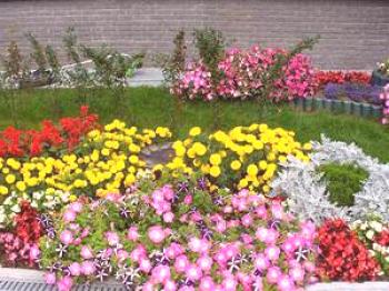 Qué flores crecen en las casas de verano: tipos y formas de macizos de flores, variedad de flores, reglas de elección y colocación