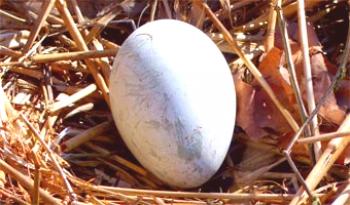 Si en el jardín se encuentra un huevo de un signo - por qué es