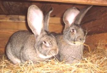 Развъждане на зайци за месо - характеристики и върхове