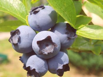 Kaj je uporabno lochina - potreba po modrem jagodičju v prehrani