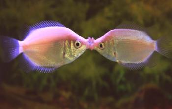 Kdo poljubi gurrame - drži se v akvariju, hrani in goji