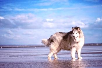 Alaskan Malamute (fotografija): Nemogoč pes za aktivne družine