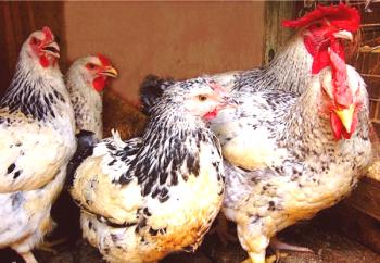 Описание на породата пилета Херкулес със снимки и видеоклипове