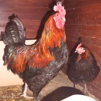 Порода пилета Маран: описание, снимки, ревюта и видеоклипове