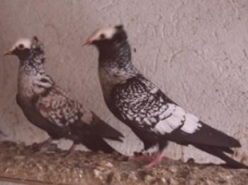 Pasma golobov: opis, fotografija in vsebina