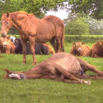 Cómo duermen los caballos: de pie o tumbados, datos interesantes.