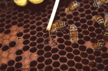 Tratamiento de las abejas a partir de ranas: tipo americano y europeo.