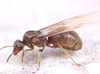 ¿De dónde vienen las hormigas y qué hacer con ellas?