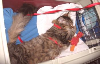 Pospanost za mačke: pregled učinkovitih zdravil, pregledi