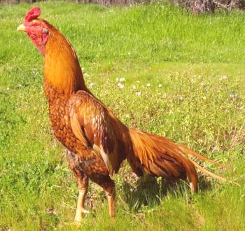 Una visión general de las razas de gallos y pollos feroces: videos emocionantes, características de entrenamiento