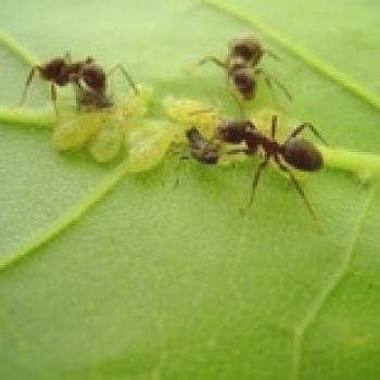 Cómo deshacerse de las hormigas en una casa de campo: en un jardín, en una parcela, en un jardín