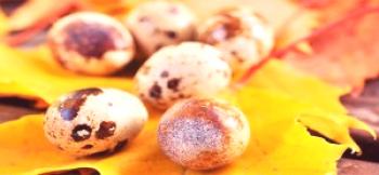 Kaj so koristna jajca prepelice - kakšne so zdravilne lastnosti