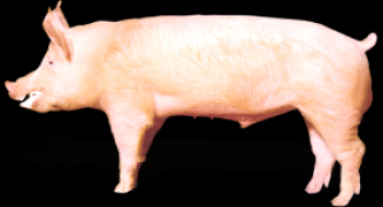 ¿Qué razas de cerdos crían en Bashkiria?