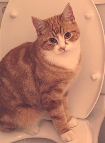 Kako naučiti mačko na stranišče v treh stopnjah
