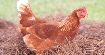 Pollos De Miel: Corpiño, Como Criar
