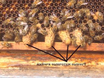 Cómo hacen las abejas y qué: el material, las variedades.