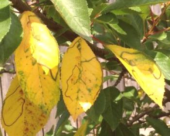 Zakaj rumeni listi češenj