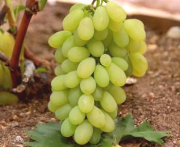 Las variedades de uva en Ucrania se están mejorando cada año