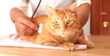 Zdravljenje cistitisa pri mačkah: glavni simptomi, znaki idiopatske, kronične, hemoragične, akutne, pomoč na domu, antibiotiki