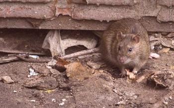 Destrucción efectiva de ratas.