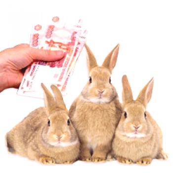 Развъждане на зайци като бизнес: IP или LPH, бизнес план