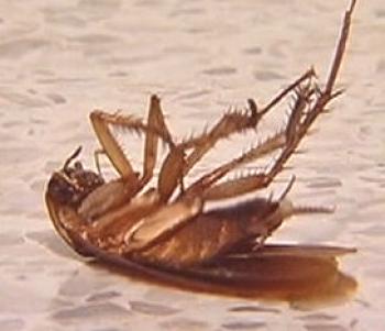 Унищожаване на хлебарки: най-добрите методи за борба с мустаците!