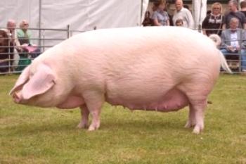 Poltava raza de cerdos: foto y descripción.
