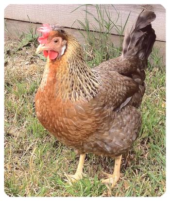 Opis pasme Chickens Legbard, njenih značilnosti in fotografij