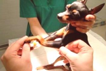 Hubo una fractura de patas en un perro: primeros auxilios, cirugía, recuperación después de
