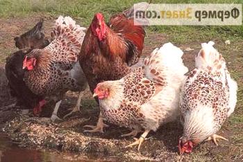 Премикси за пилета: нуждаят се от витамини