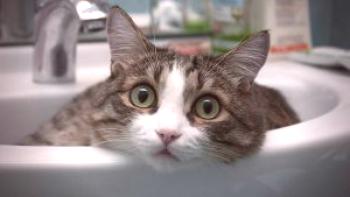 Cómo lavar a un gato, si tiene miedo de cómo hacerlo correctamente en casa, que lavarlo, si no hay un champú especial, puede lavarse con jabón o champú común, como lavar las pulgas