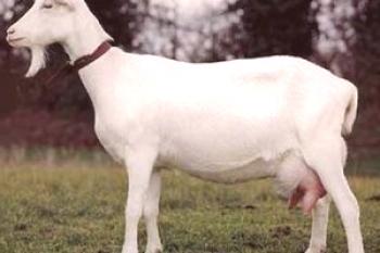 ¿Cuánta leche muere una cabra: longevidad promedio?