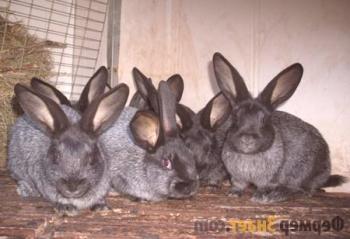 Conejos de razas de carne: consejos para la carne de conejo.