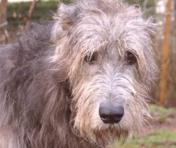 Irski Wolfhound: fotografija, opis pasme, značaj, video