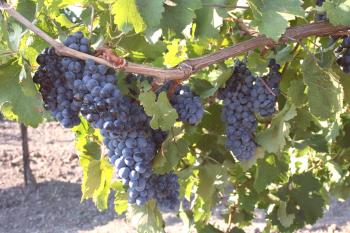 Tehnične sorte grozdja
