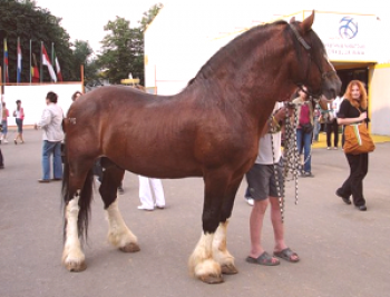 ¿Qué razas de caballos se reproducen en la región de Vladimir?