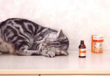 Защо котките обичат валериана: как работи, защо котките харесват котките, защо мъжките реагират на миризмата, какво да правят, ако котката се напие, защо не можете да я дадете