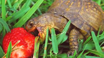 Lo que come una tortuga en casa.¿Qué alimentar a una tortuga?