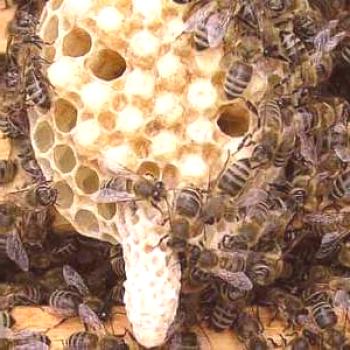 Pogoltnite ali roje čebel, kako narediti juhe na matični rastlini