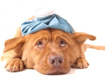 Анестетик за кучета