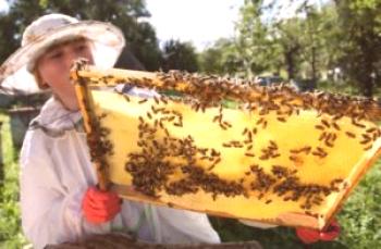 Čebelarstvo v Sibiriji: video