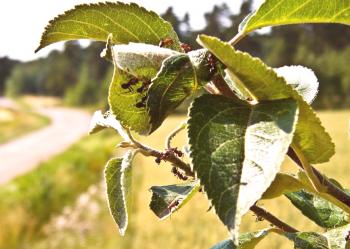 Kako se znebiti mravlje na jabolku ali kako ravnati z jablano, ki je ni nikoli plazila?