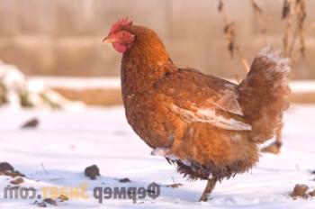 Mantener a los pollos en invierno: cómo cuidar al ave en la estación fría