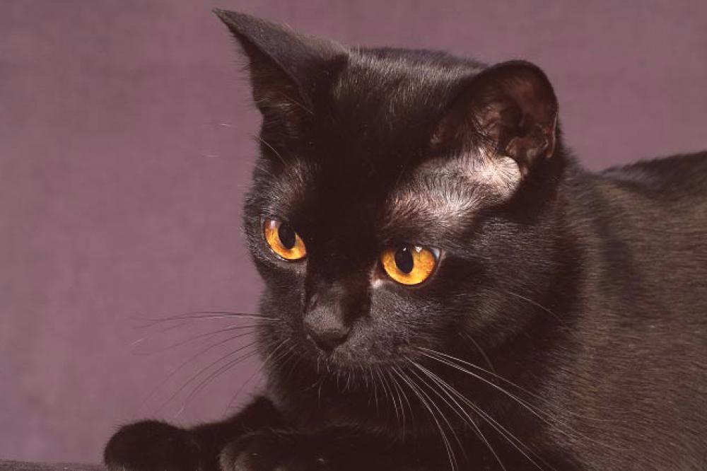 černá indická kočička